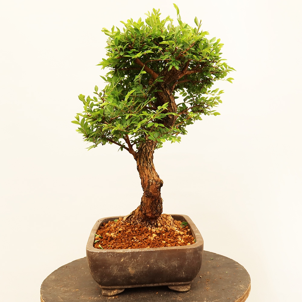 Bonsai da esterno - Zelkova - Zelkova NIRE