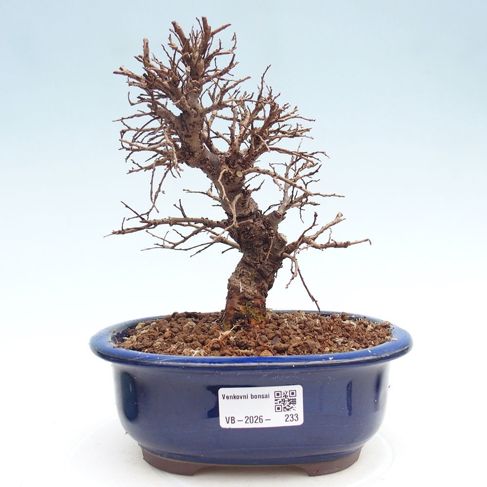 Bonsai da esterno - Zelkova - Zelkova NIRE