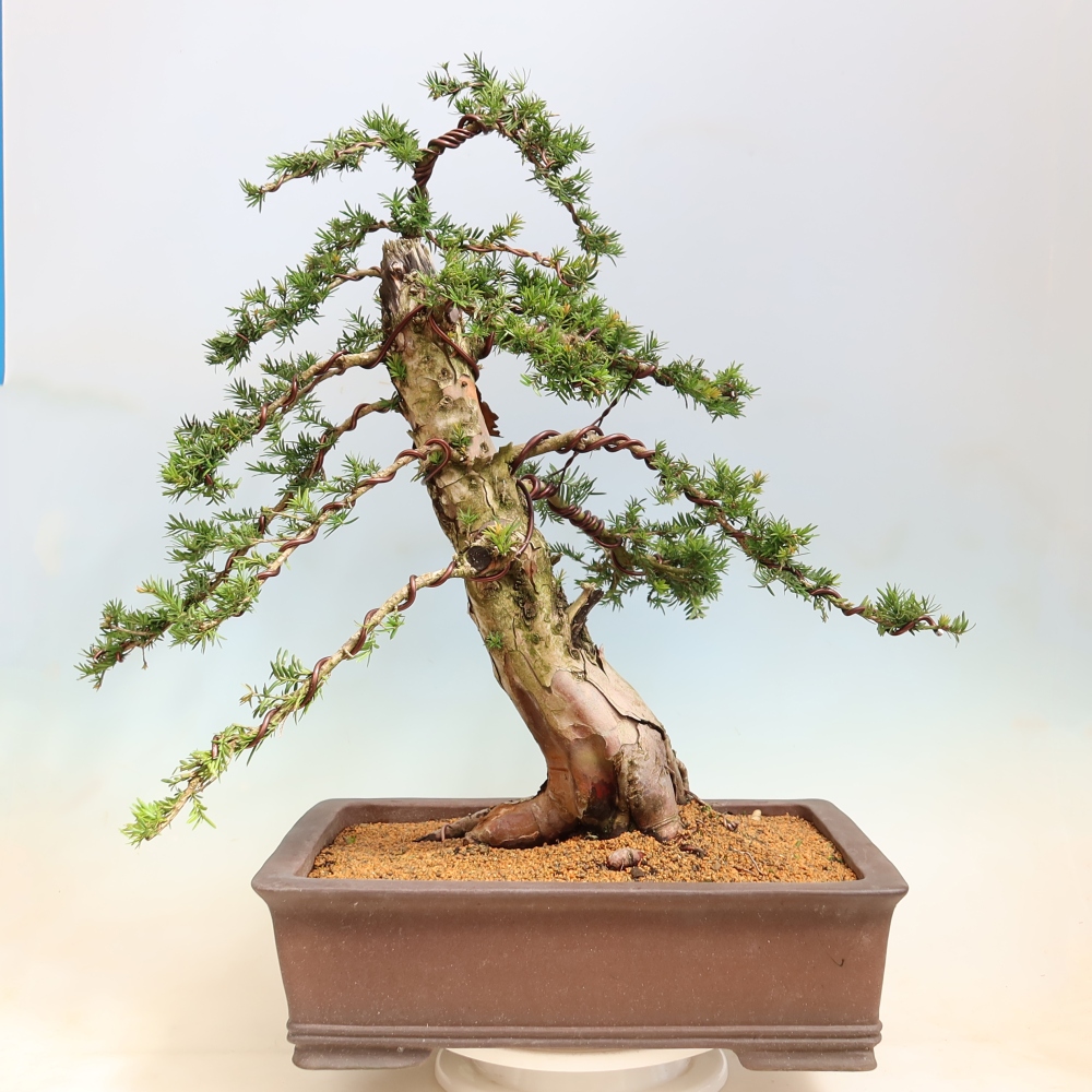 Bonsai da esterno - Taxus baccata  - Tasso rosso