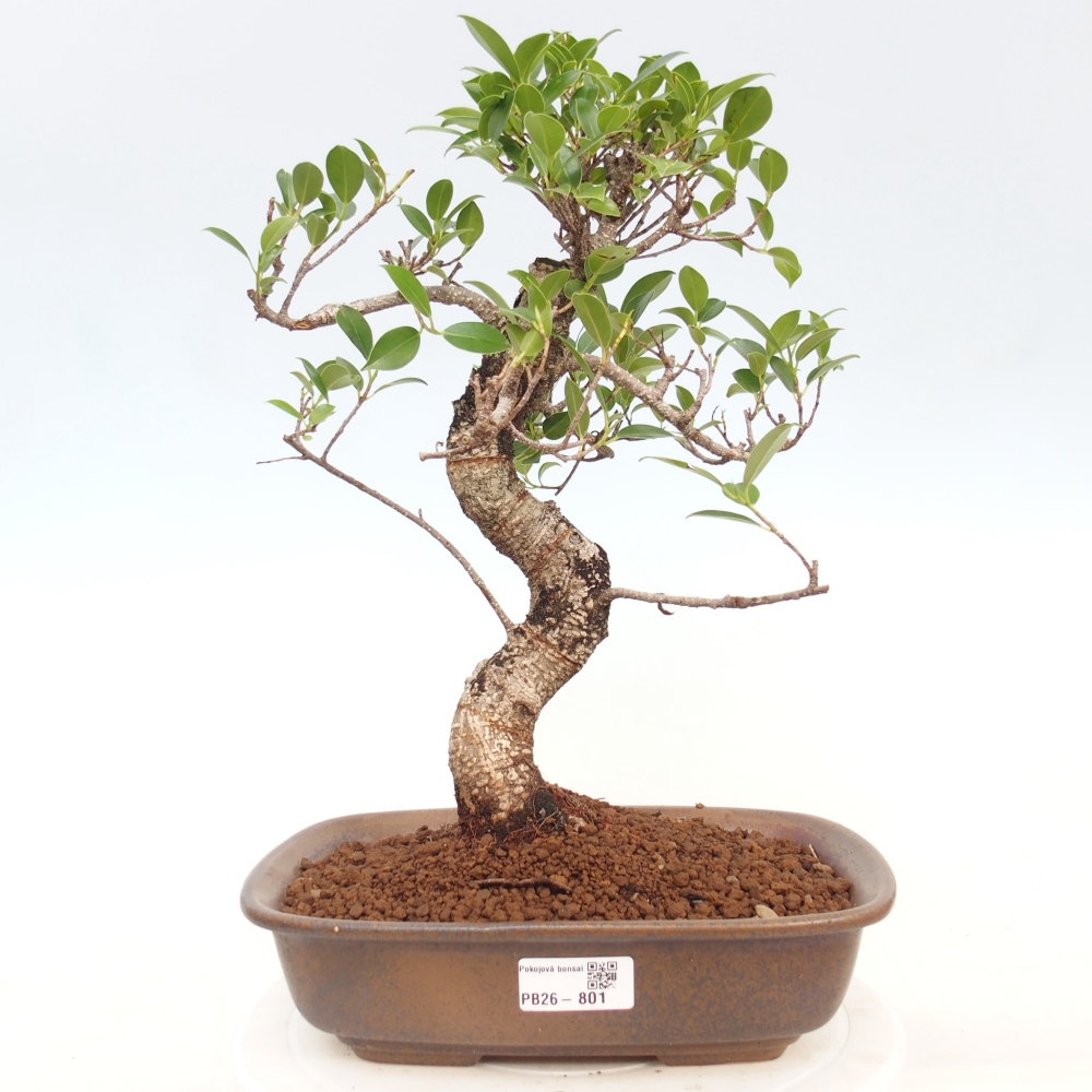 Camera bonsai - Ficus kimmen - ficus a foglie piccole