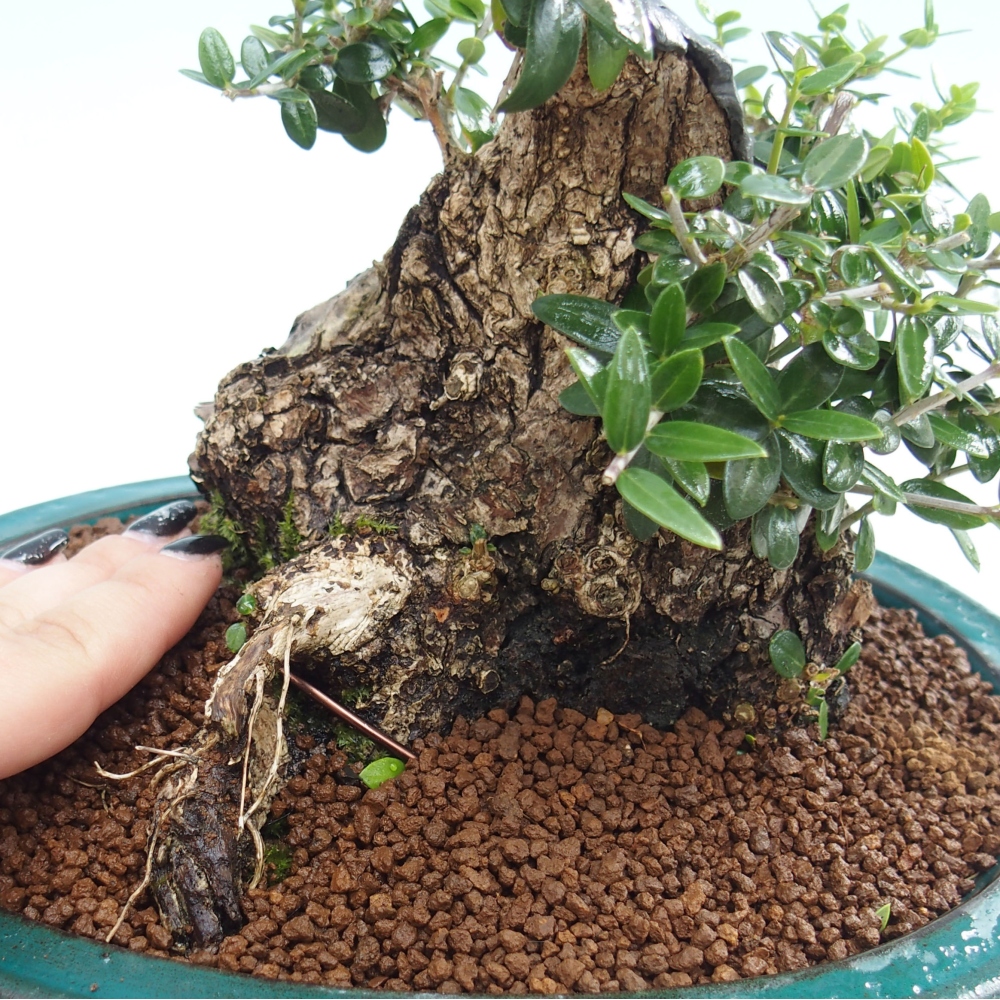 Bonsai da interno - Olea europaea sylvestris