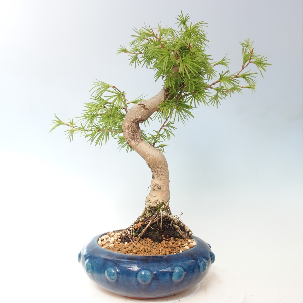 Bonsai da esterno -Pseudolarix amabis-Pseudolarix amabis