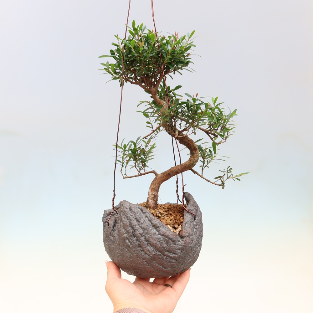 Kokedama in ceramica -Syzygium - Albero del pimento