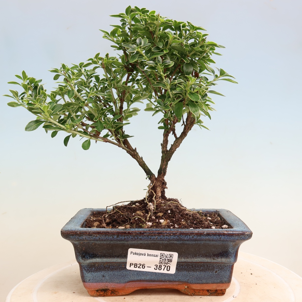 Camera bonsai - Serissa foetida Variegata - Albero delle mille stelle