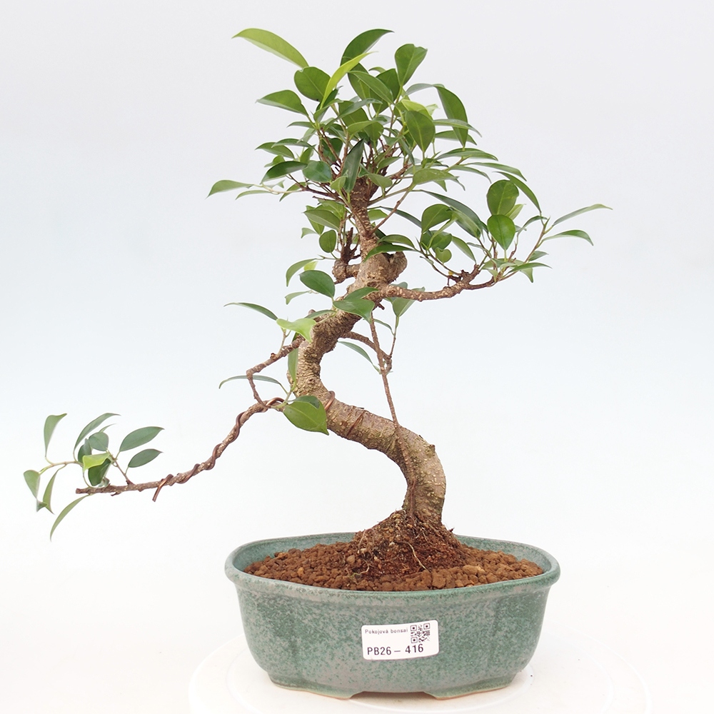Camera bonsai - Ficus retusa - ficus a foglie piccole