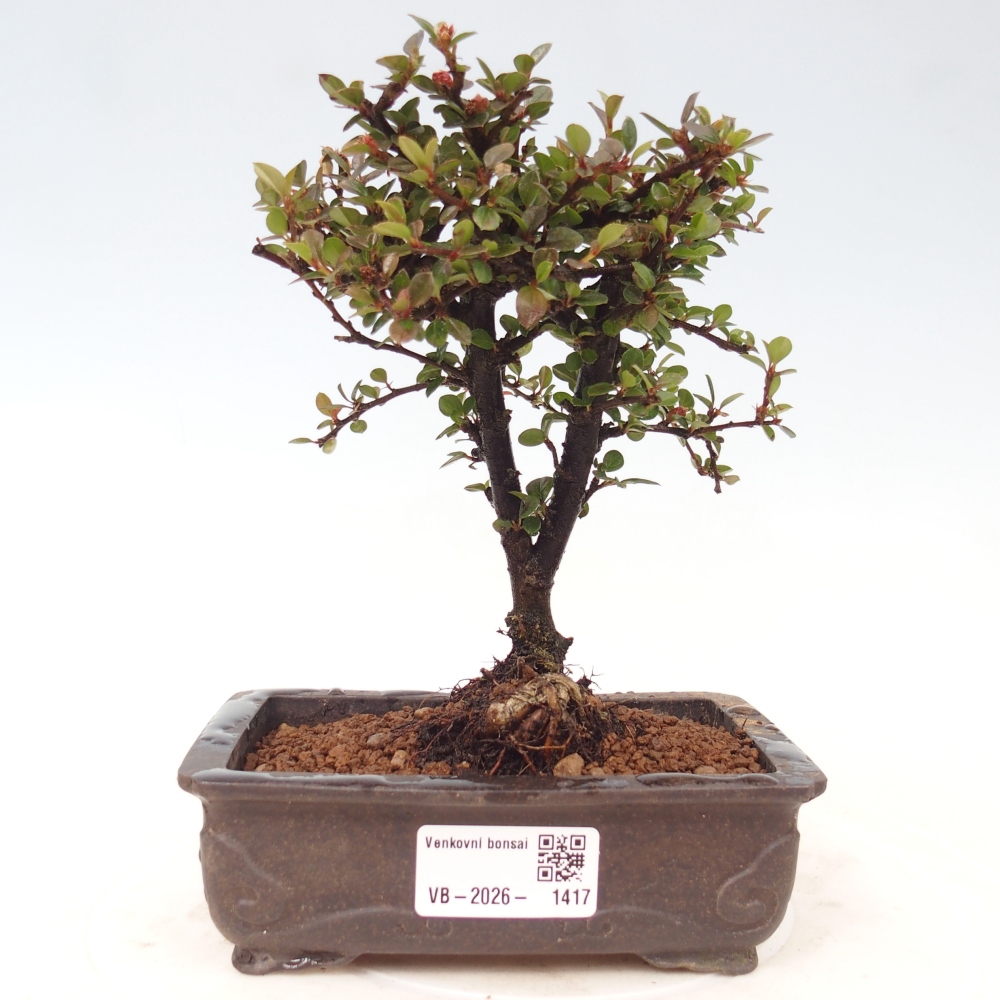 Bonsai da esterno - Cotoneaster horizontalis - Montagna rocciosa