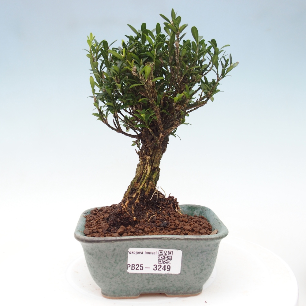 Camera bonsai - Buxus harlandii - buxus da sughero