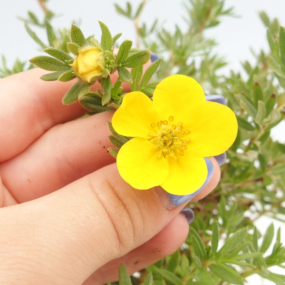 Bonsai da esterno - Potentila fruticosa yellow Bird