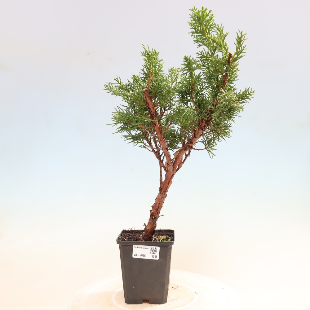 Bonsai da esterno - Juniperus chinensis Kishu