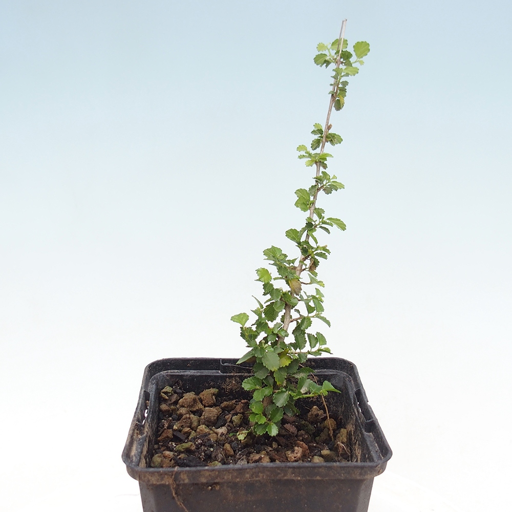 Camera bonsai - Grewia sp. - Grewia a foglie piccole in contenitore