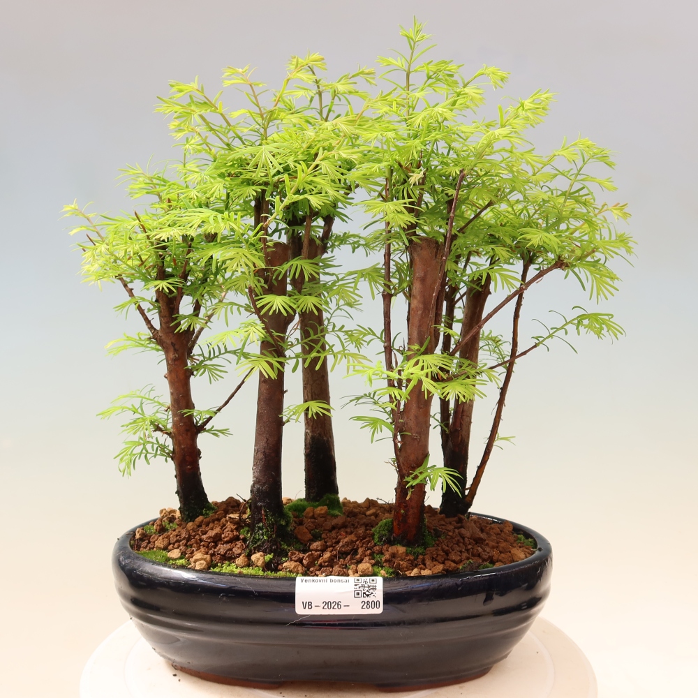 Bonsai da esterno - Metasequoia glyptostroboides - Metasequoia cinese - boschetto