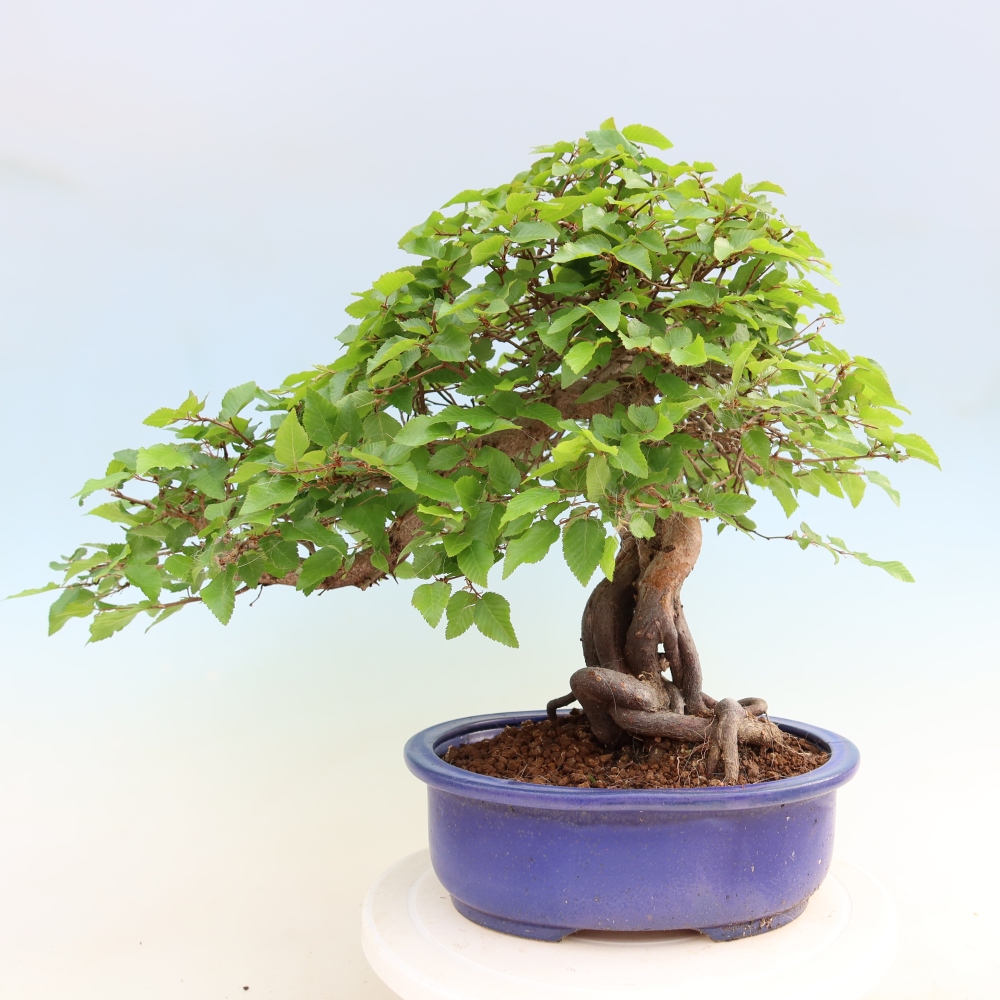 Bonsai da esterno -Carpinus Coreana - Carpino coreano