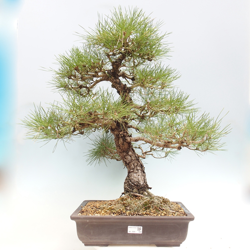 Bonsai da esterno - Pinus thunbergii - Pino di Thunberg