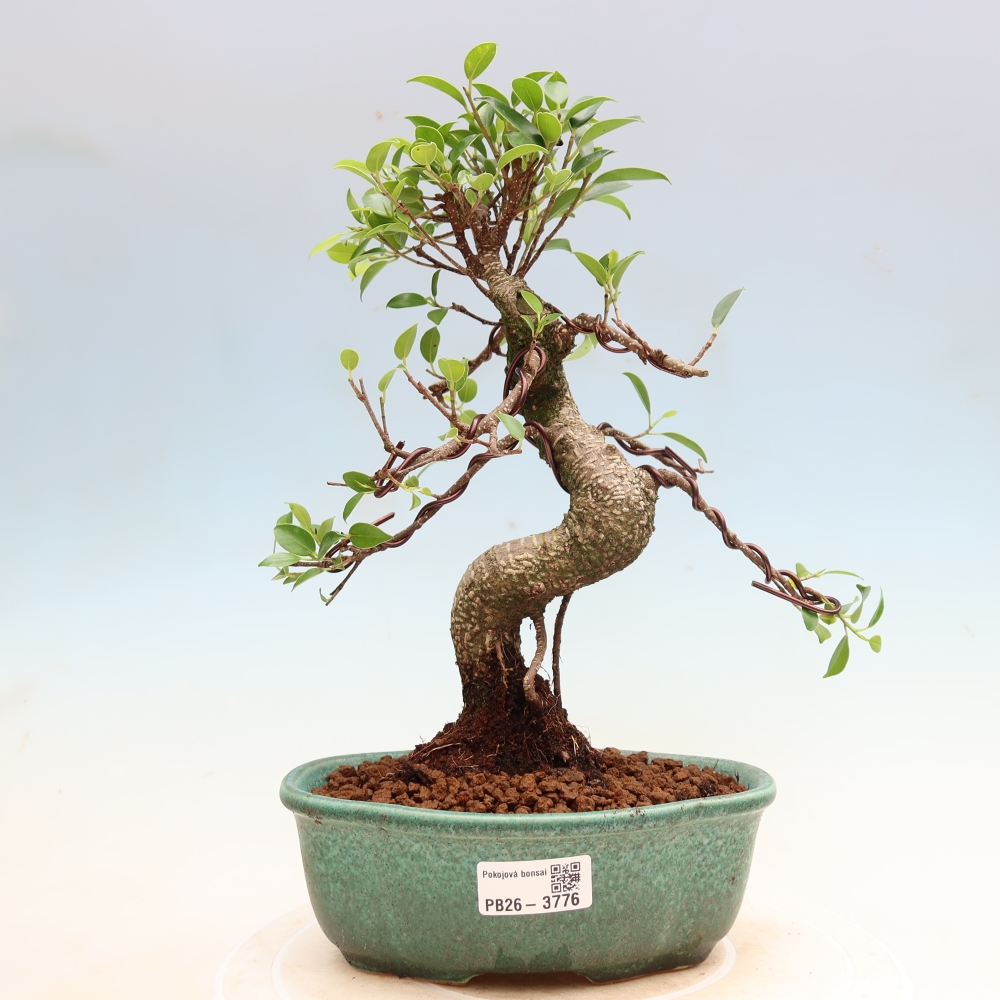 Camera bonsai - Ficus kimmen - ficus a foglie piccole