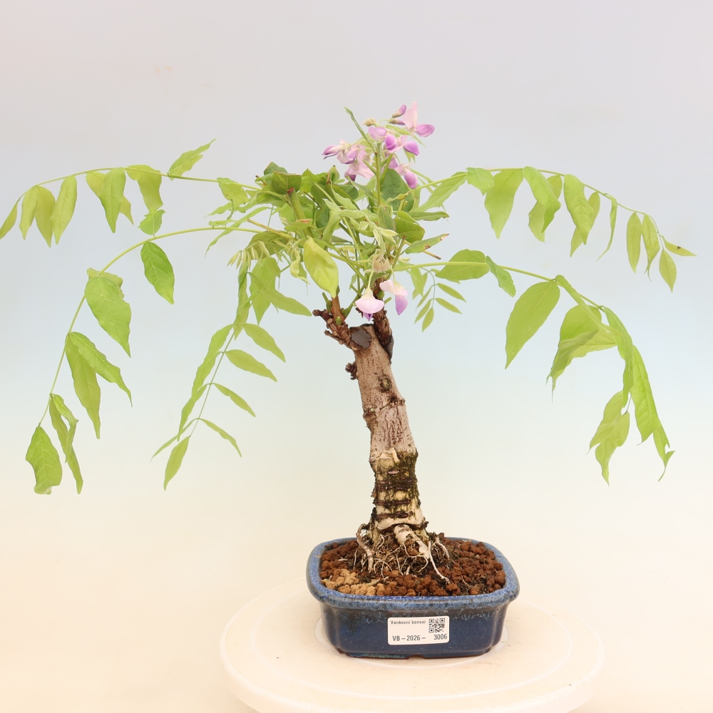 Bonsai da esterno - Glicine floribunda