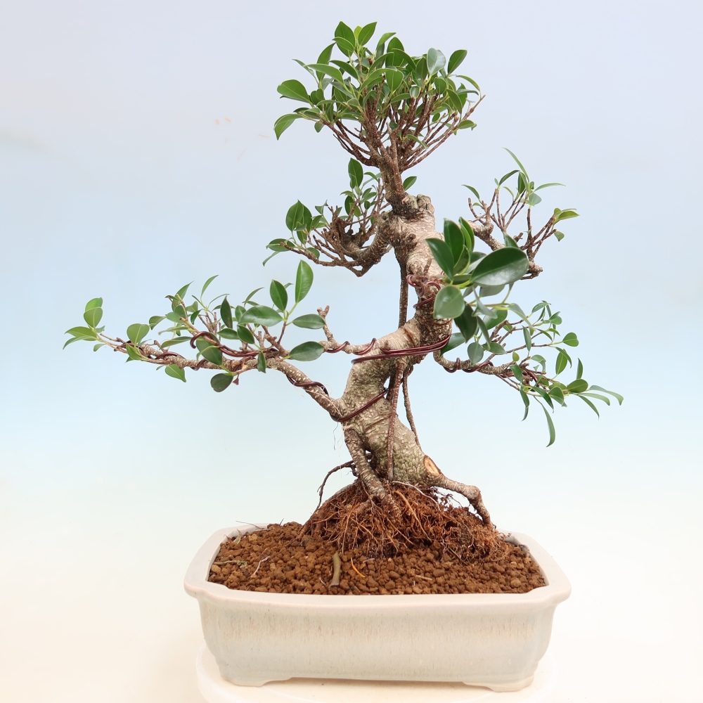 Camera bonsai - Ficus kimmen - ficus a foglie piccole