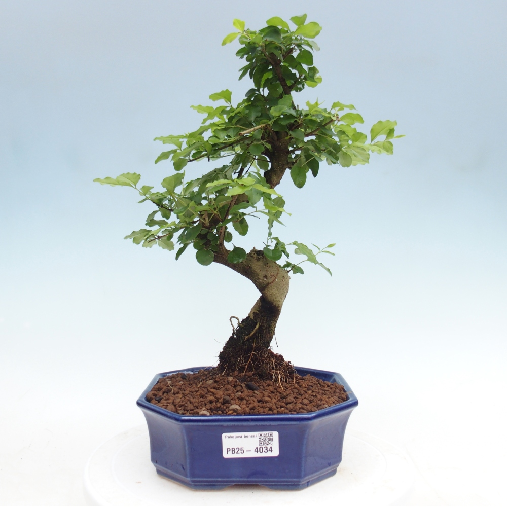 Camera bonsai -Ligustrum chinensis - Becco d'uccello