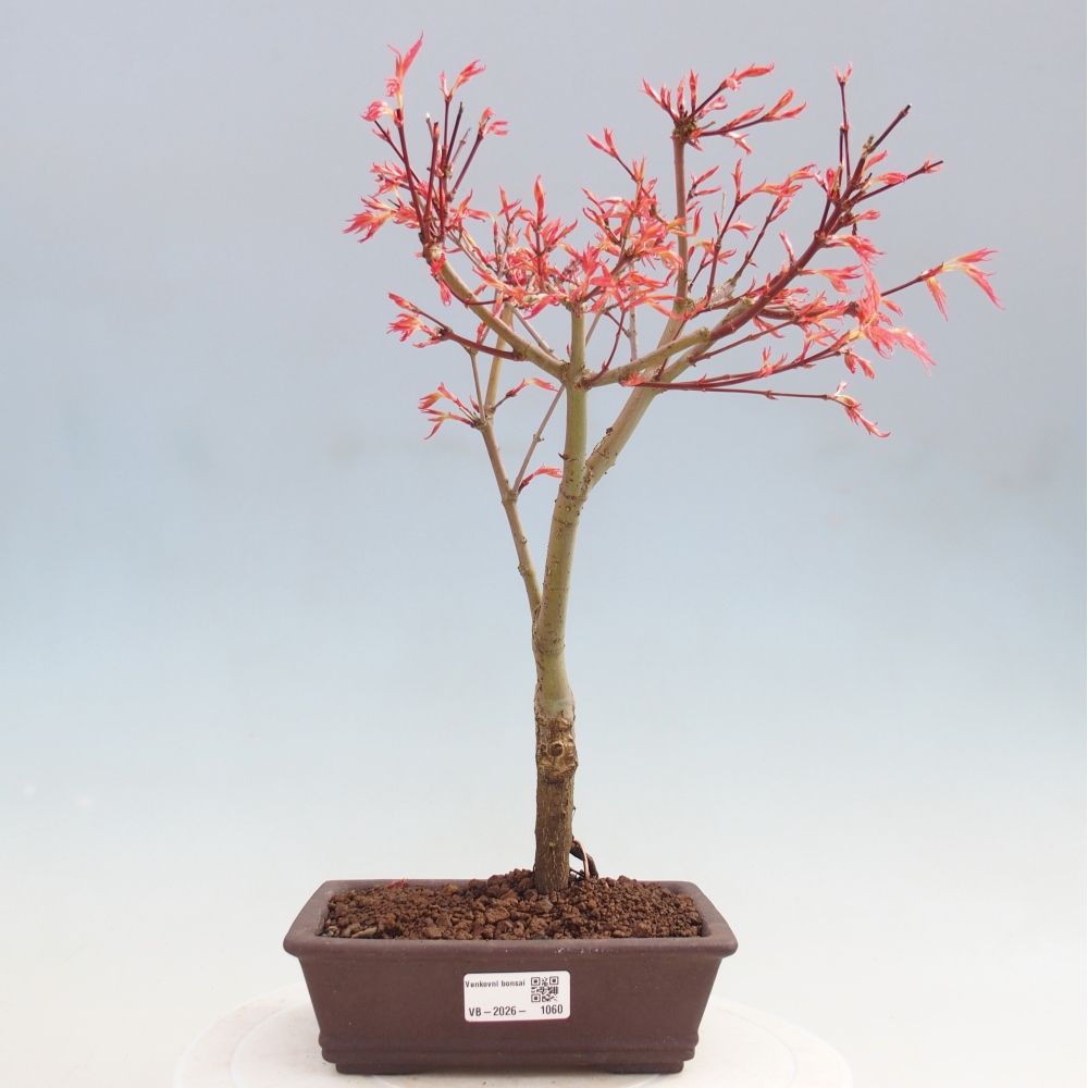 Acero norvegese - Acer palmatum Beni Tsukasa