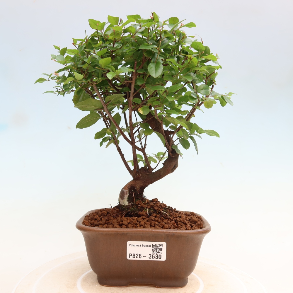 Camera bonsai - Sageretia thea - Sageretia thea