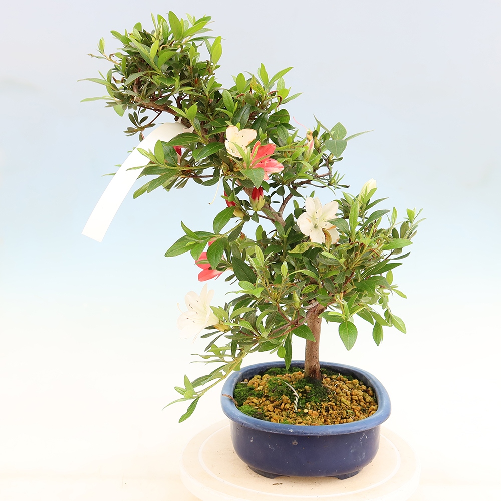 Bonsai da esterno - Azalea giapponese - Azalea Senhime