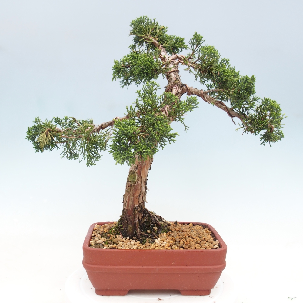 Bonsai da esterno - Juniperus chinensis Kishu