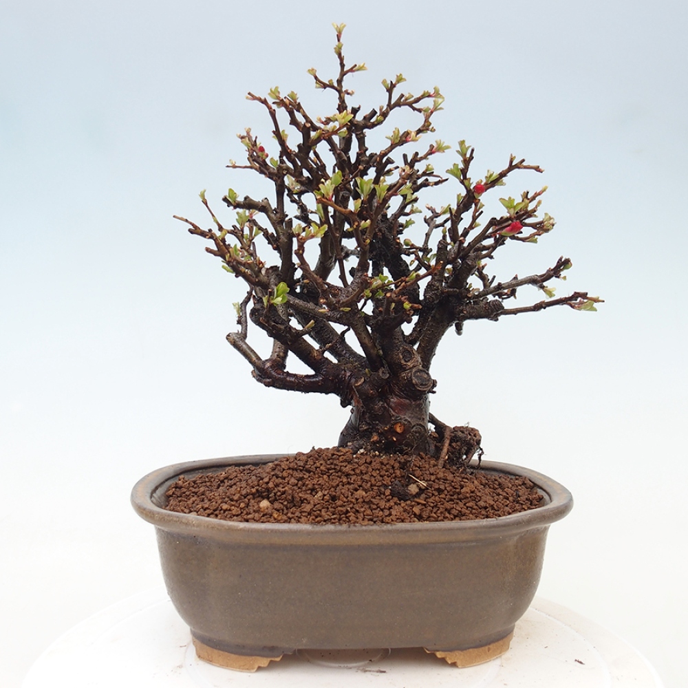 Bonsai da esterno - Chaneomeles speciosa - Cotogno