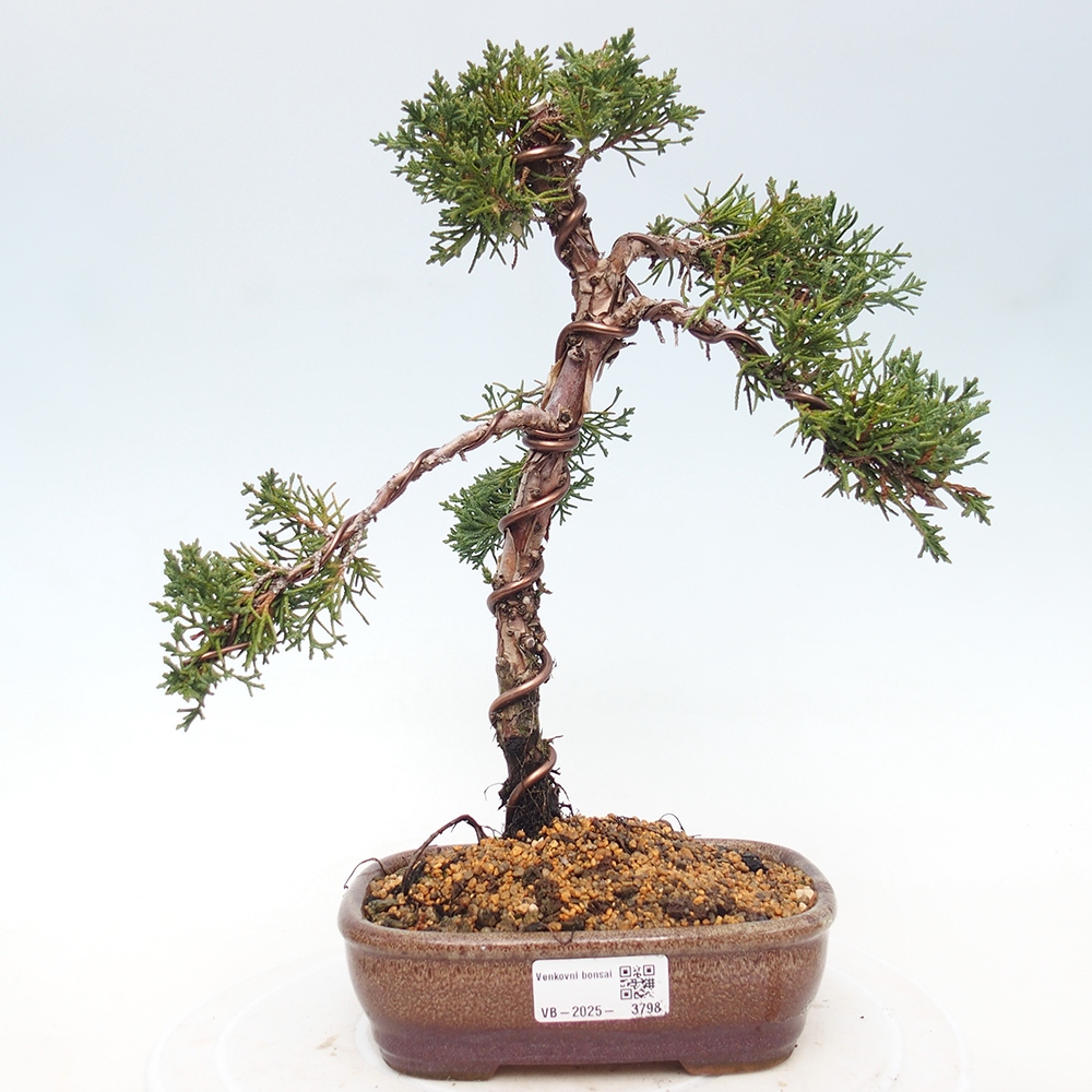Bonsai da esterno - Juniperus chinensis Kishu