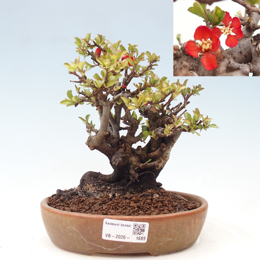 Bonsai da esterno - Chaneomeles speciosa - Cotogno