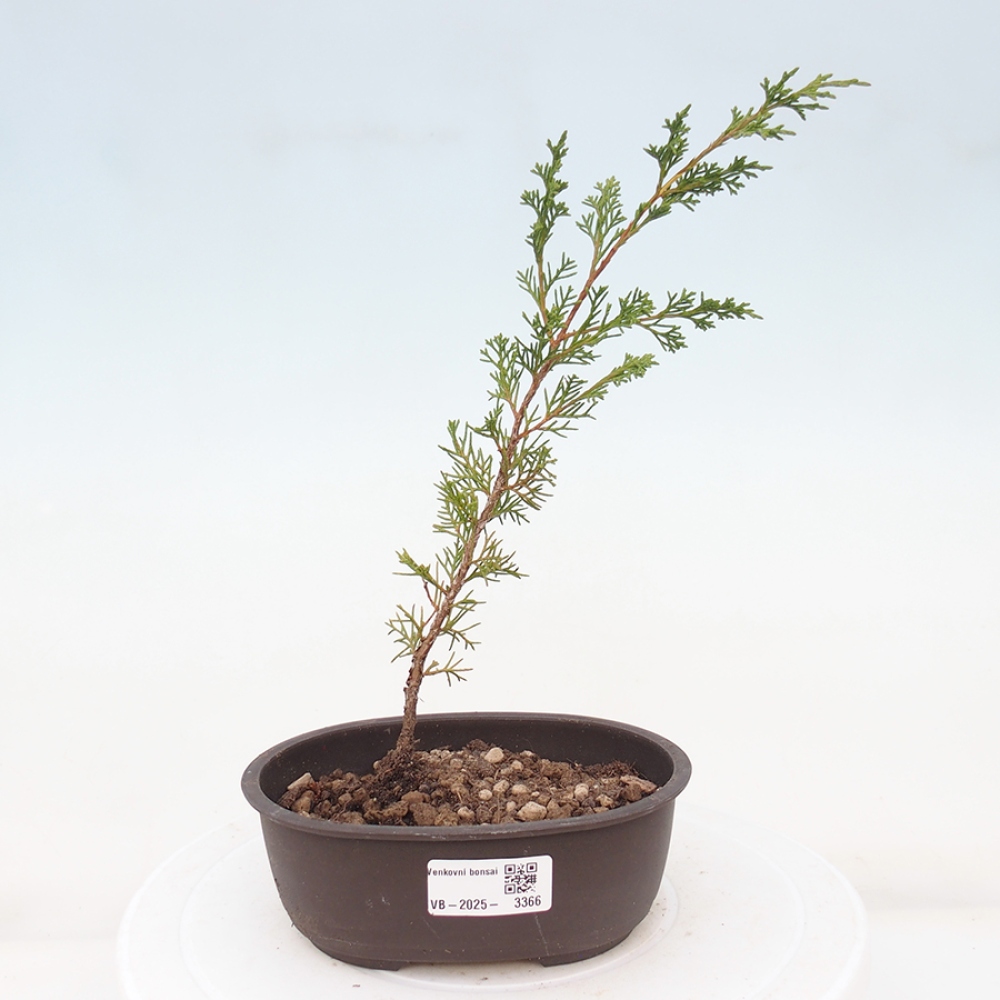 Bonsai da esterno - Juniperus chinensis Itoigawa