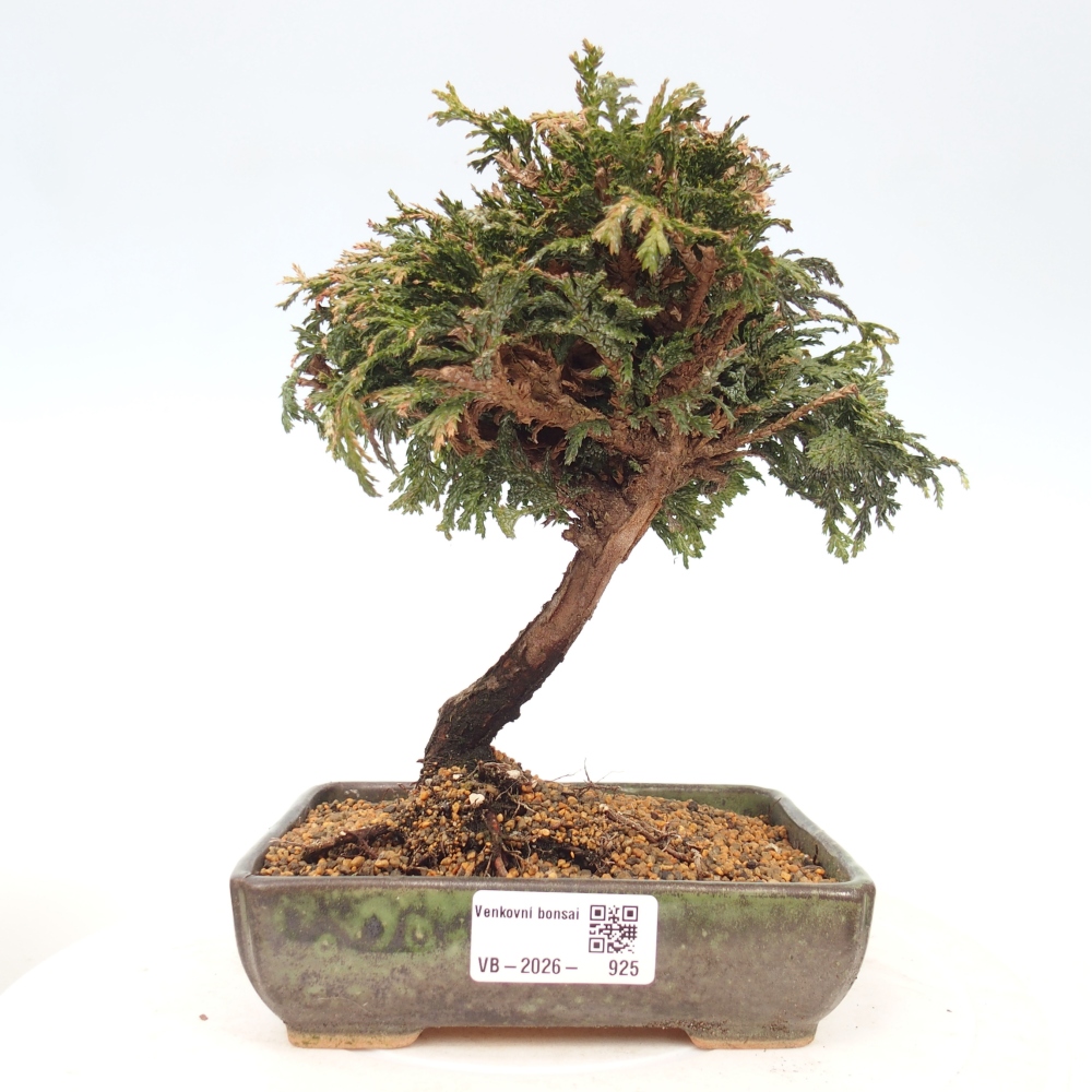 Bonsai da esterno - Cham.pis Parslori - Cipresso