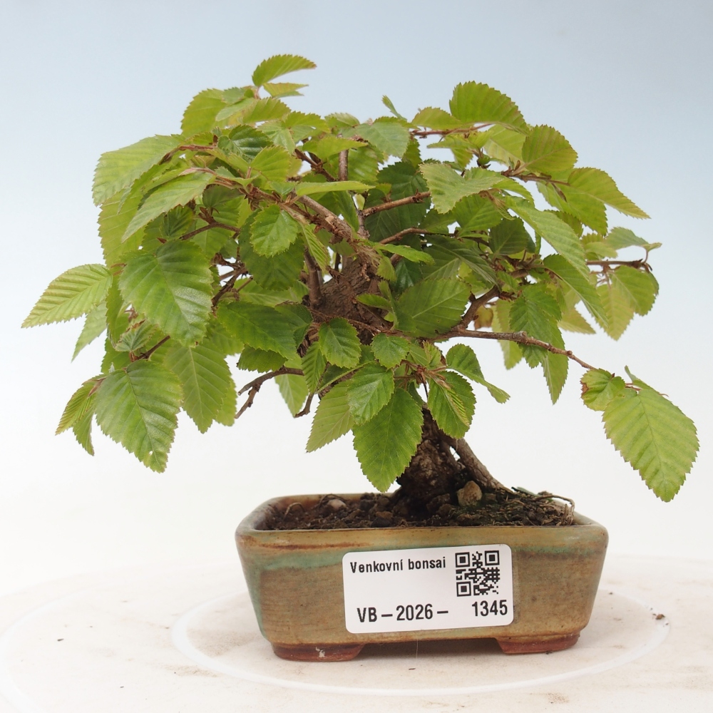 Bonsai da esterno -Carpinus CARPINOIDES - Carpino coreano