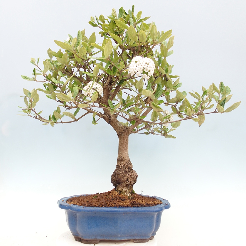 Bonsai da esterno - Kalina Bodnanská - Viburum carlesii hemsi