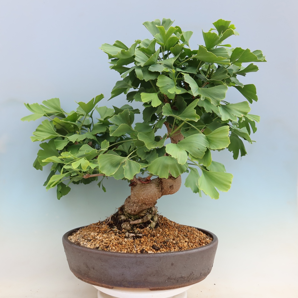 Bonsai da esterno - Ginkgo biloba - Ginkgo biloba