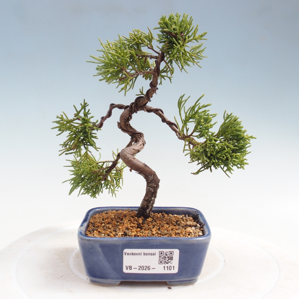 Bonsai da esterno - Juniperus chinensis Kishu