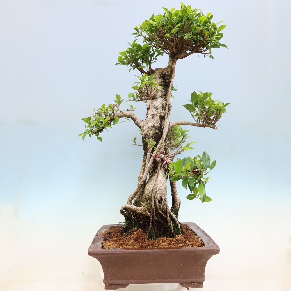 Camera bonsai - Ficus kimmen - ficus a foglie piccole