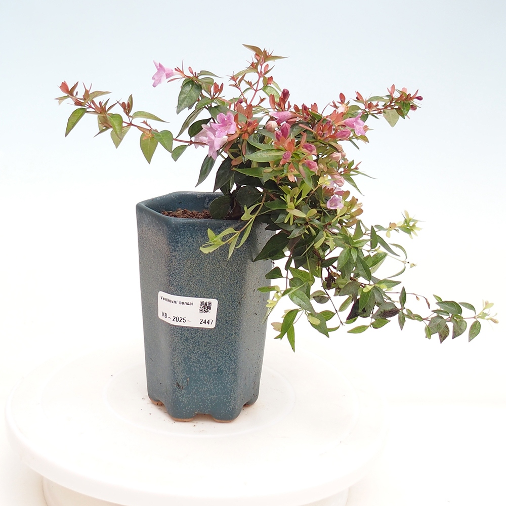 Bonsai da esterno - Abelia Grandiflora - Abelia grandiflora