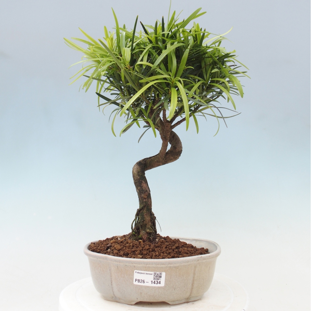 Camera bonsai - Podocarpus - Tasso delle pietre