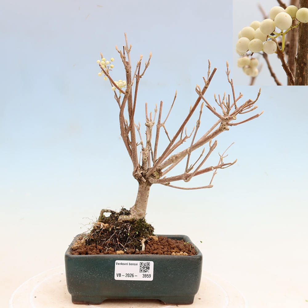 Bonsai da esterno - Callicarpa bodinieri Snowqueen - Callicarpa