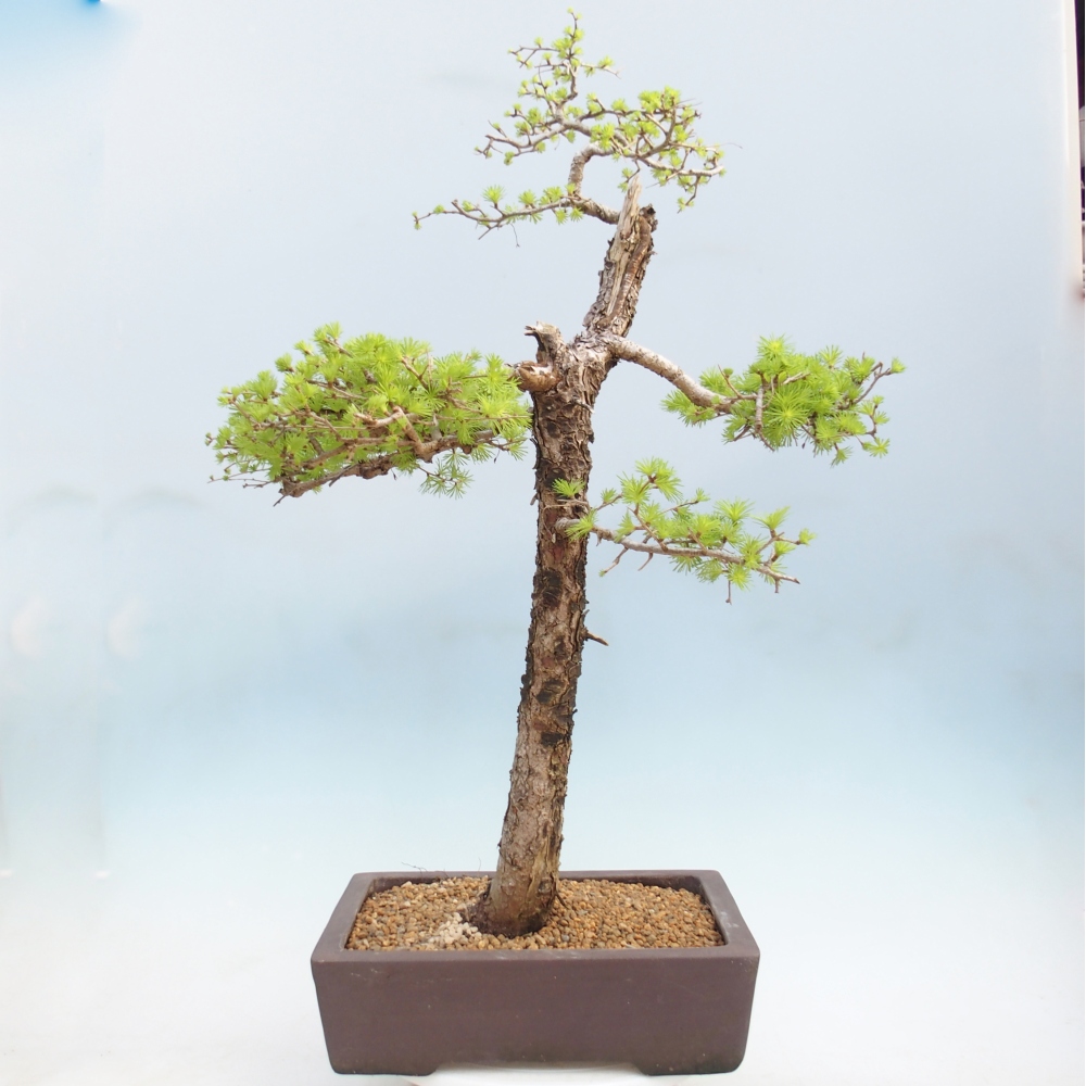Bonsai da esterno -Larix decidua - Larice