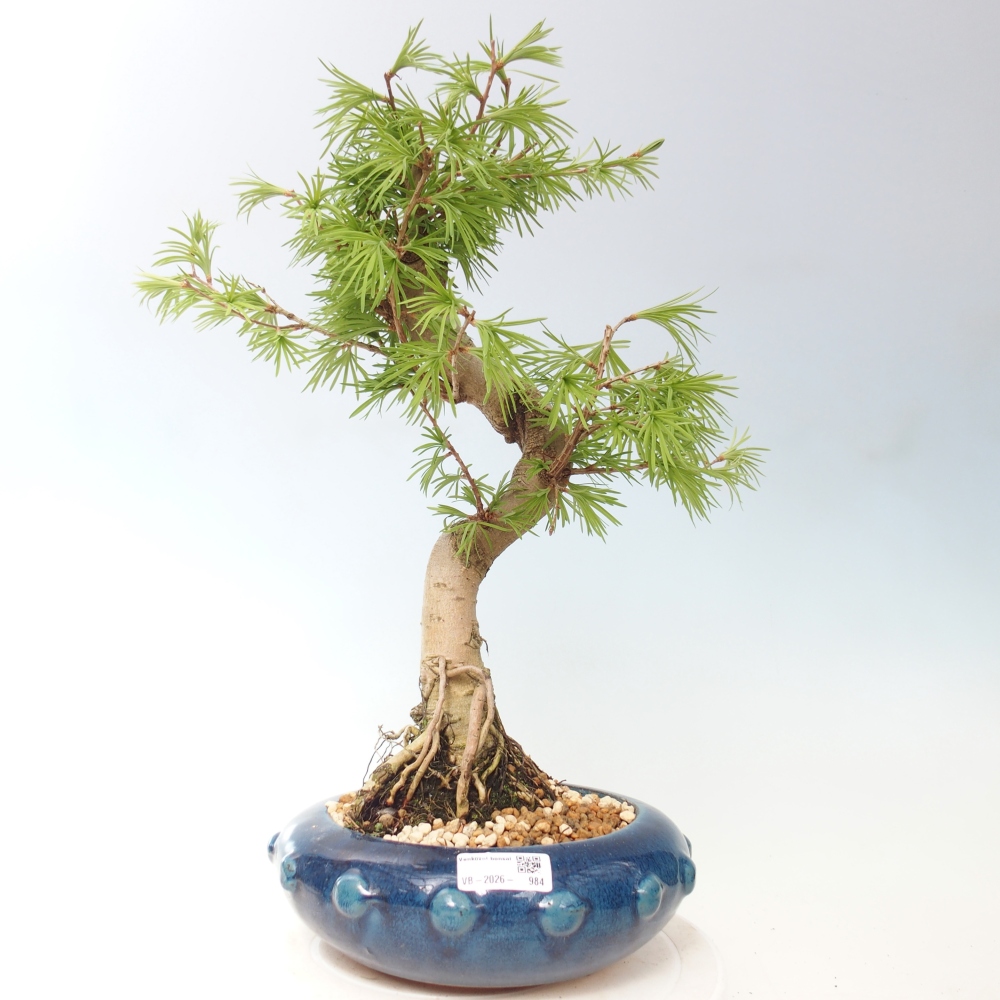 Bonsai da esterno -Pseudolarix amabis-Pseudolarix amabis