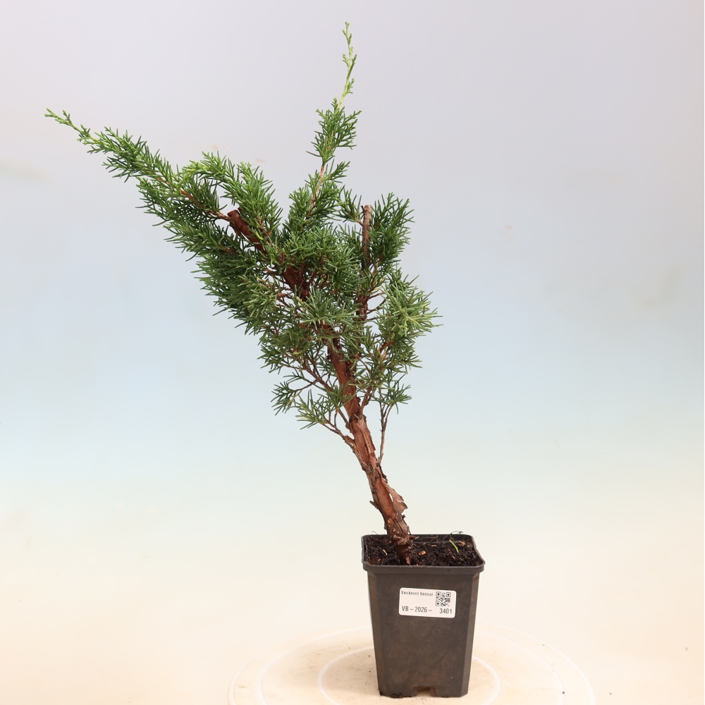 Bonsai da esterno - Juniperus chinensis Kishu