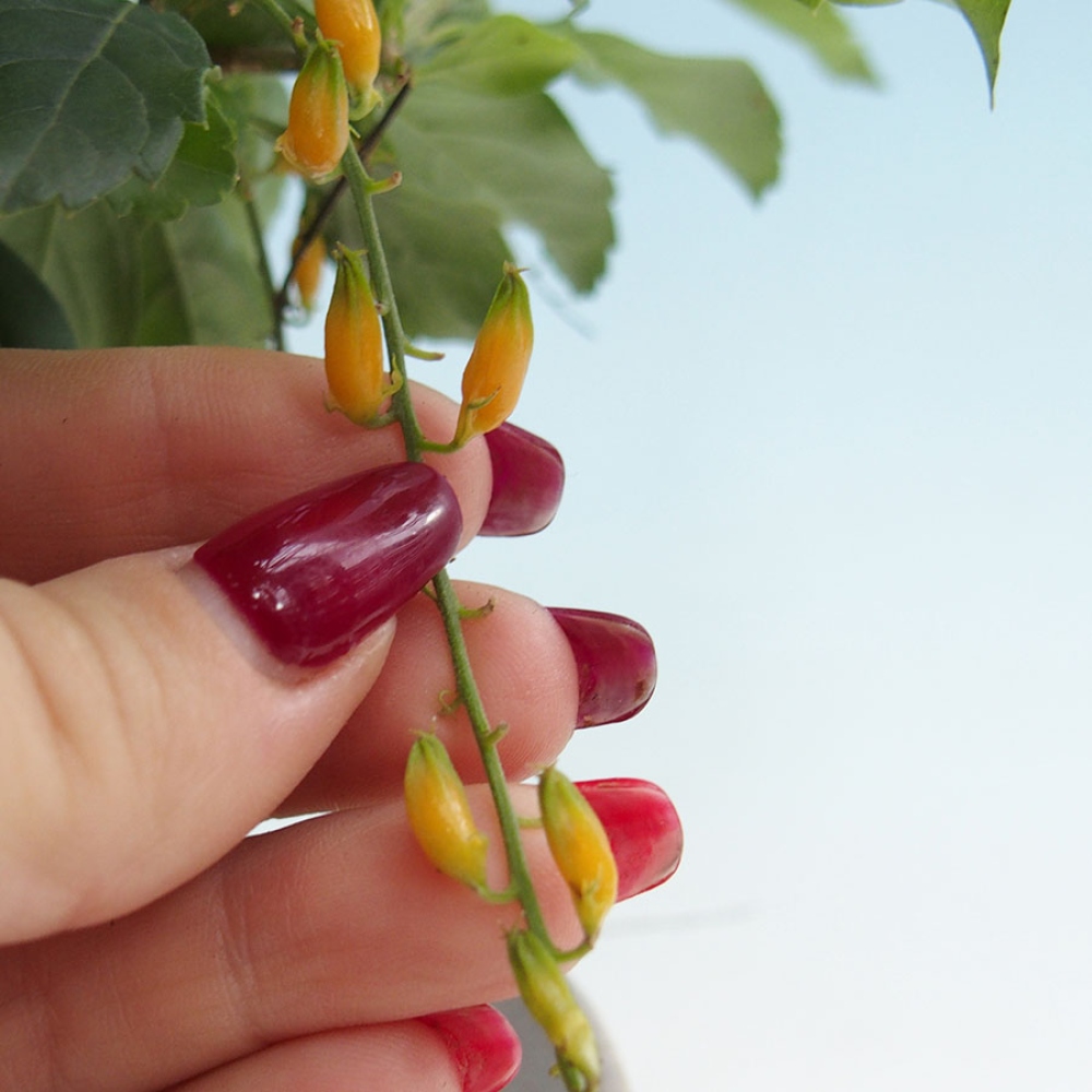 Camera bonsai - Duranta repens -Duranta