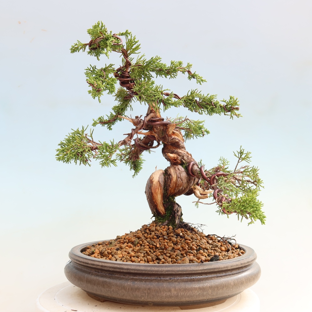 Bonsai da esterno - Juniperus chinensis Itoigawa-Juniperus chinensis
