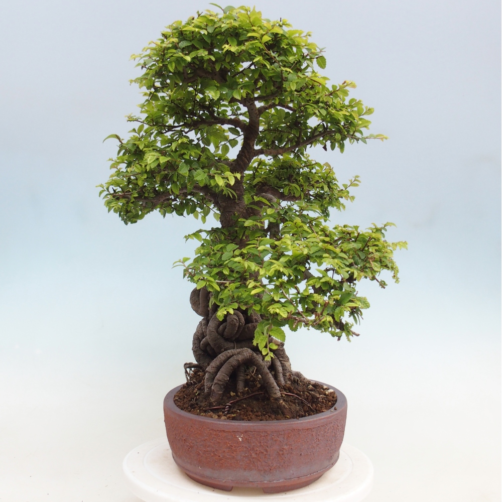 Bonsai da esterno - Ulmus parvifolia Hokkaido - Olmo cinese