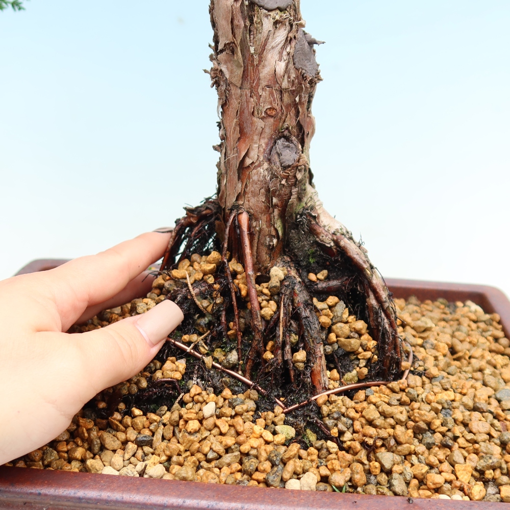 Bonsai da esterno - Juniperus chinensis Kishu