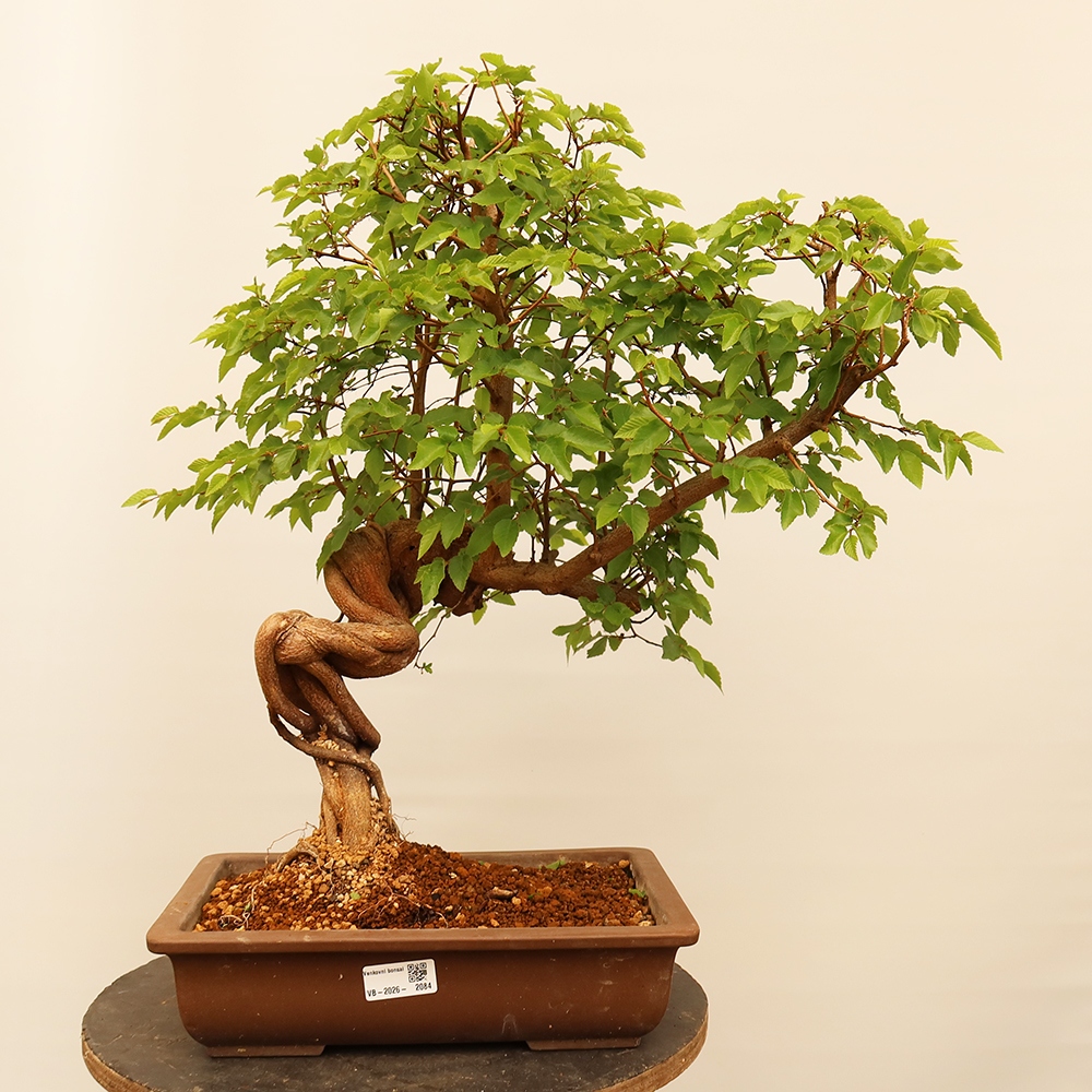 Bonsai da esterno -Carpinus Coreana - Carpino coreano