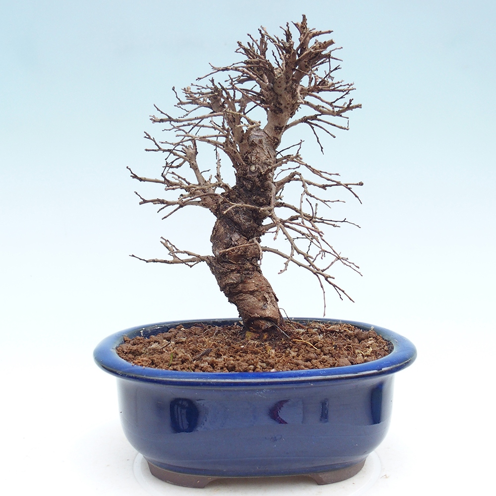 Bonsai da esterno - Zelkova - Zelkova NIRE