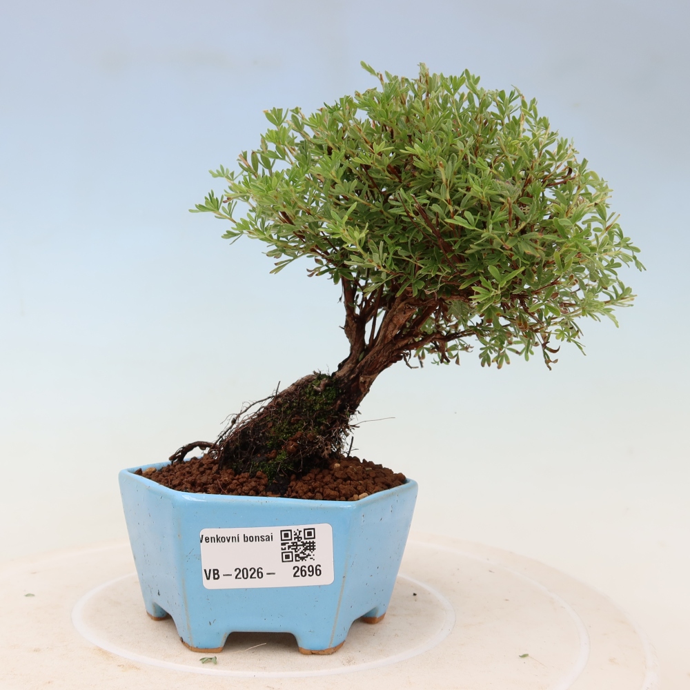 Bonsai da esterno - Potentilla fruticosa - Goldkissen