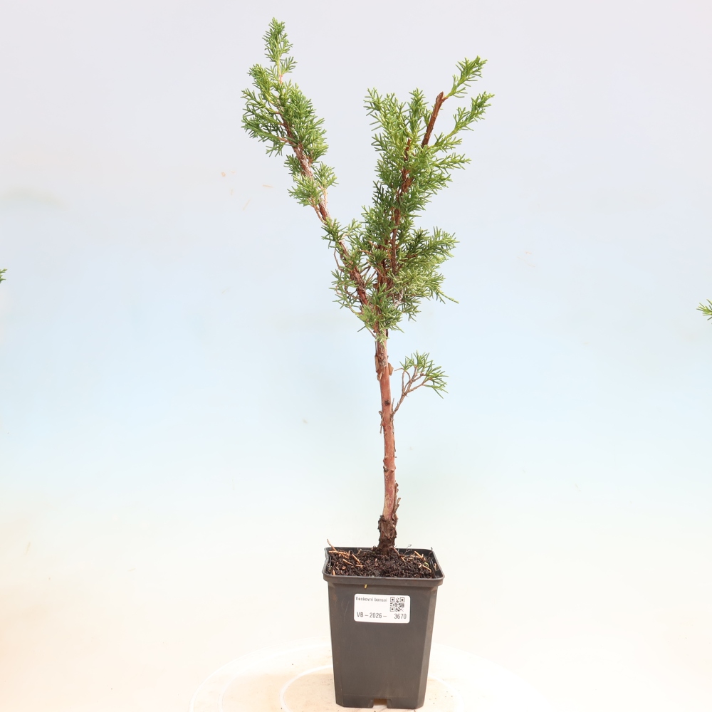 Bonsai da esterno - Juniperus chinensis Kishu