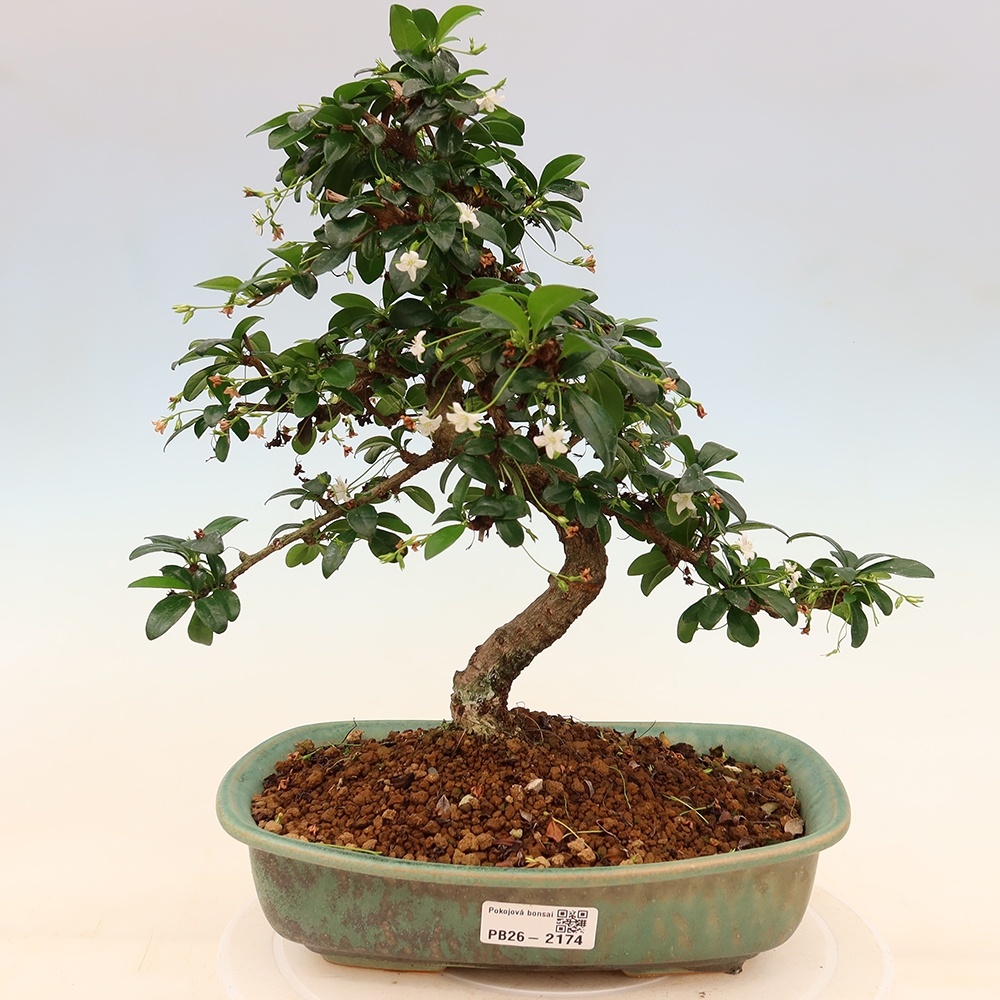 Camera bonsai - Carmona macrophylla - Tea fuki